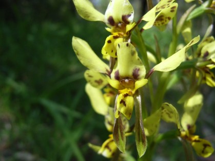 Diuris x palachila