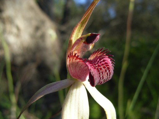 Spider Orchid