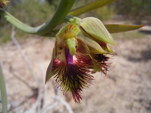Bearded Orchid