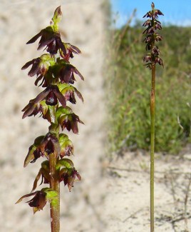 Murray Mallee Midges_2007E_6Jun11