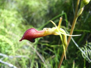 Cryptostylis subulata (Moose Orchid)