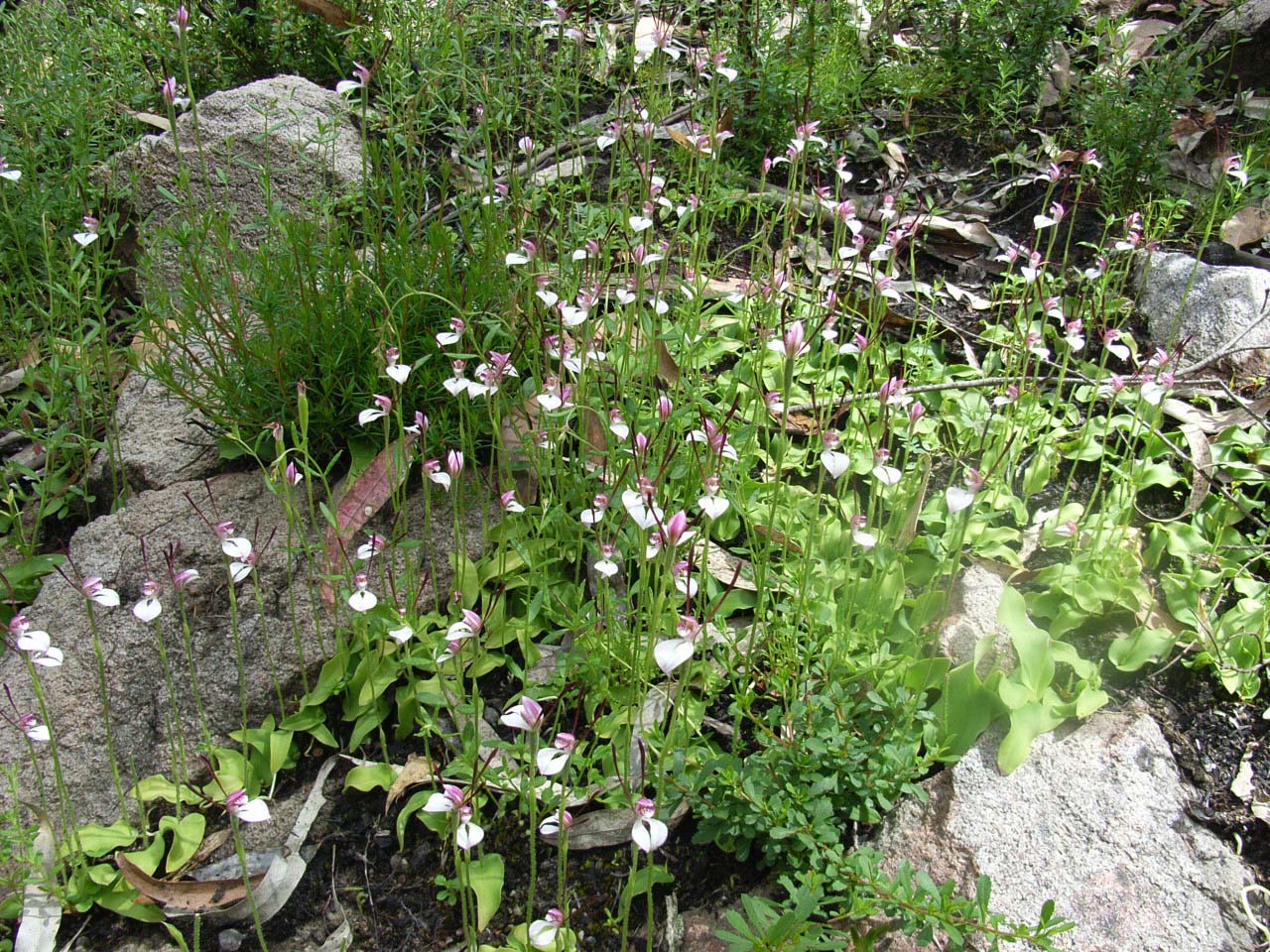 Leptoceras menziesii (Rabbit Ears Orchid)