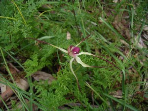 Arachnorchis behrii (Pink Lipped Spider Orchid)