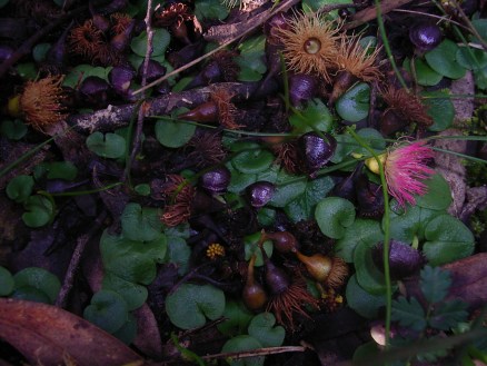 Corysanthes diemenica 077