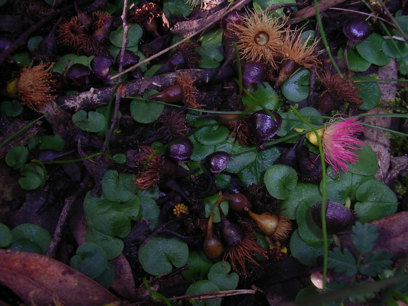 Corysanthes diemenica 077