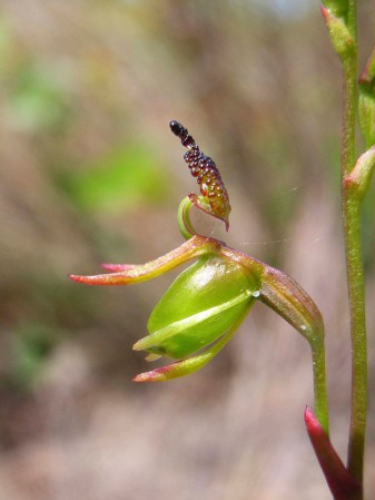 Paracaleana minor 123DM