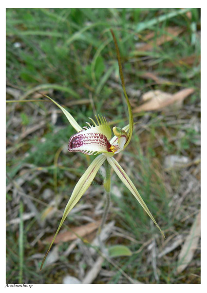 03 PM Arachnorchis c