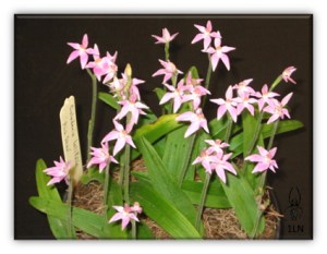 Pot of Caladenia latifolia cultivated by Les Nesbitt