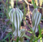 Diplodium robustum 92RL