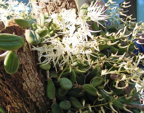 Dockrilla linguiformis