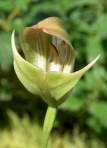 Pterostylis curta Labellum and column 92RL