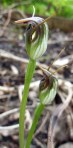 Pterostylis pedunculata 92RL