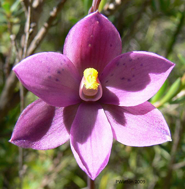 Thelymitra x irregularis
