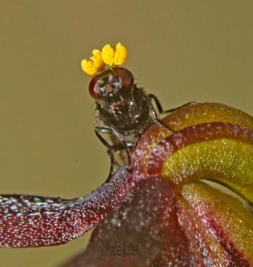 Pollinator and Corunastylis archeri
