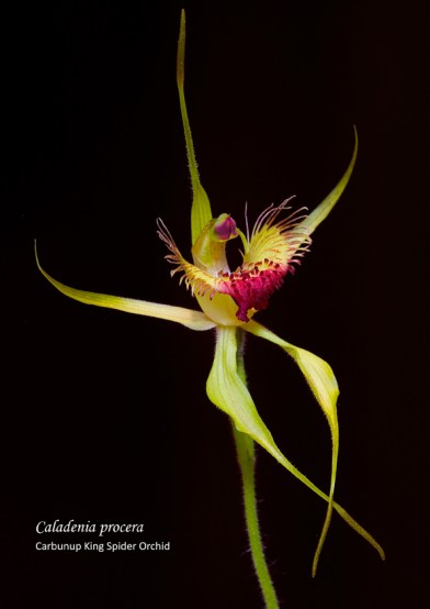 Caladenia procera