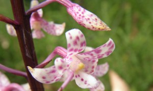 Note the yellow staining on the bud and no stripes on the labellum 