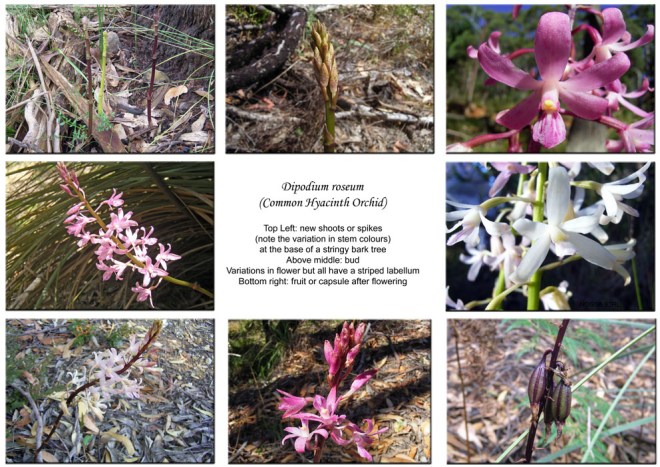 Dipodium roseum composite