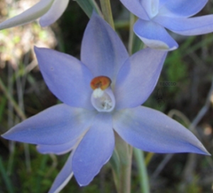 Thelymitra glaucophylla photographed by Robert Bates