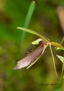 Cyrtostylis robusta (Winter Gnat Orchid)