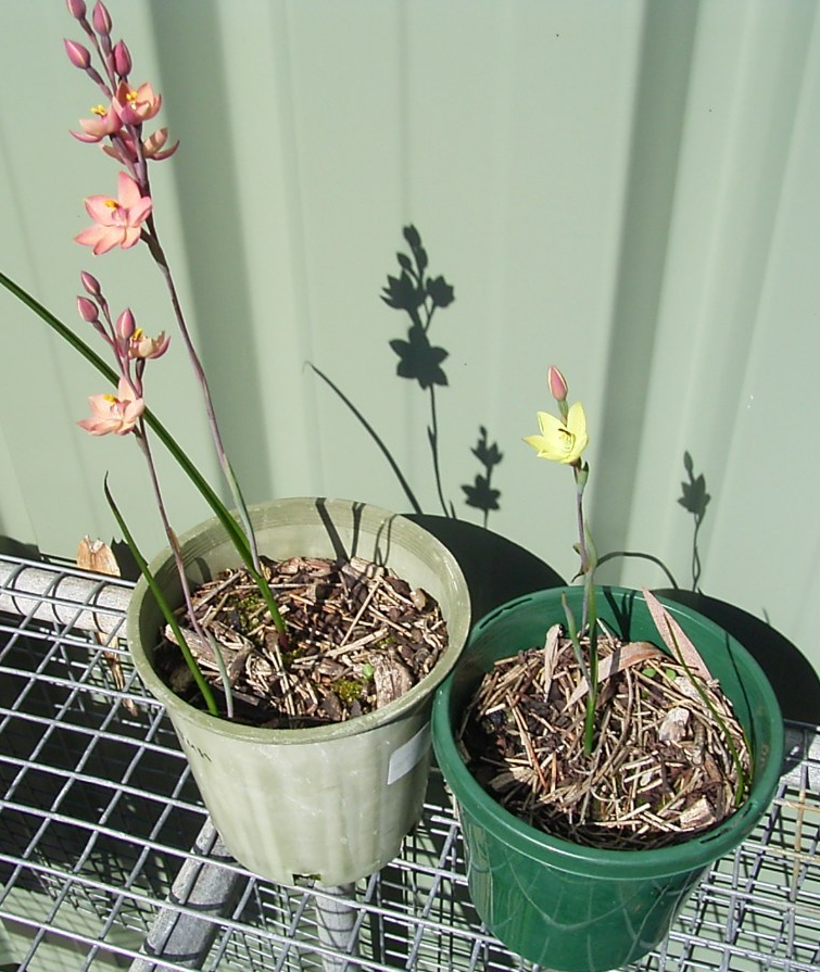 Thelymitra plants in pots