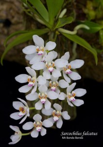 03 KK sm Sarcochilus falcatus Mt Banda Banda