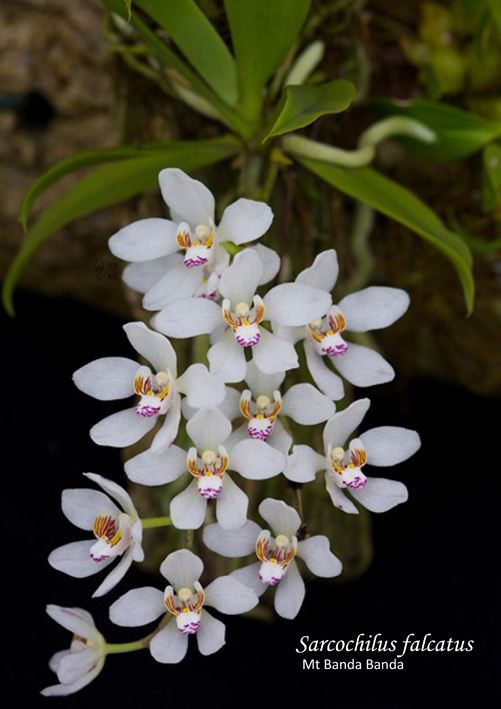03 KK sm Sarcochilus falcatus Mt Banda Banda