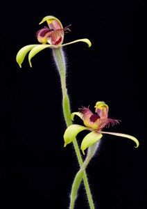 This picture was taken in 2013, in 2014 it was the winner of the Bill Murdoch Trophy