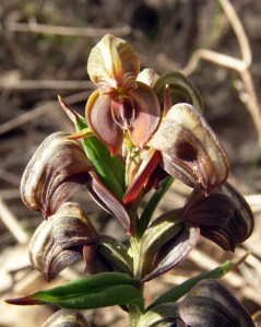 Urochilus sanguineus RWL