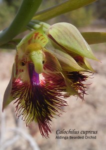 04 sm HL Calochilus cupreus