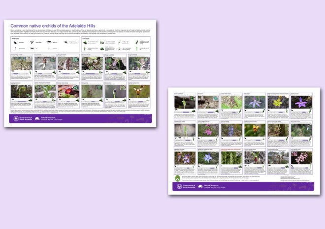 NRM & NOSSA Orchid Poster