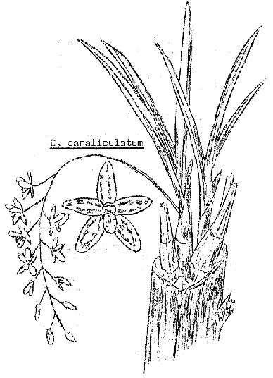 Cym caniculatum drawing