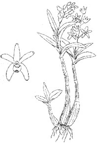Dendrobium falcorostrum