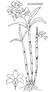 Dendrobium gracilicaule