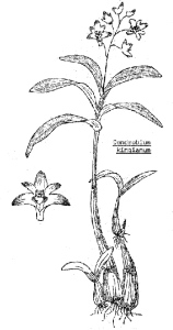 Drawing of Dendrobium kingianum
