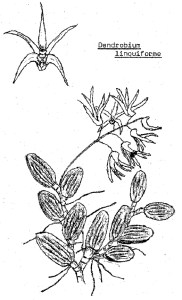 Dendrobium linguiforme