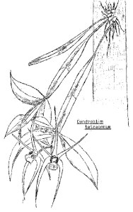 Dendrobium tetragonum