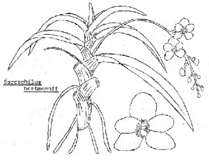 Sarchochilus hartmanii