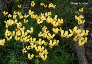 05 sm PM Diuris hazeliae