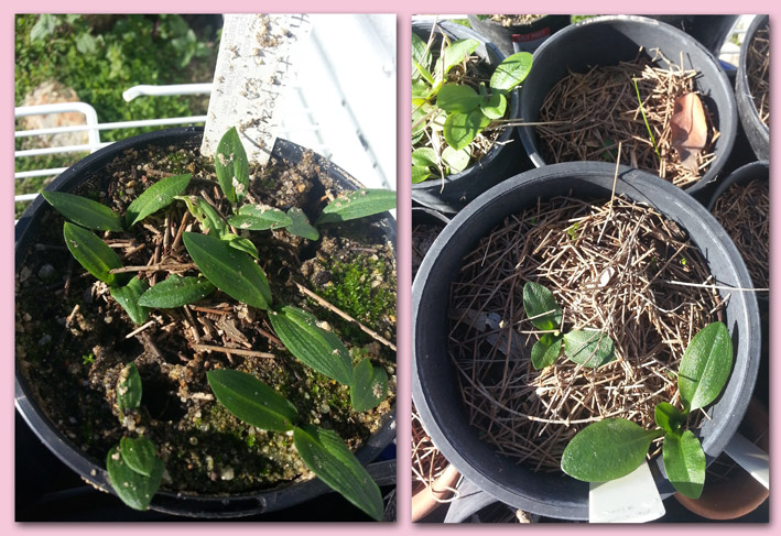 These two pots were in the same area under the shadecloth.  Notice the damage to the pot without the mulch.