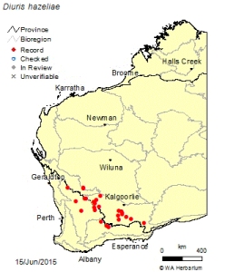 Distribution of Diuris hazeliae.  Map taken from the Western Australian Flora Base