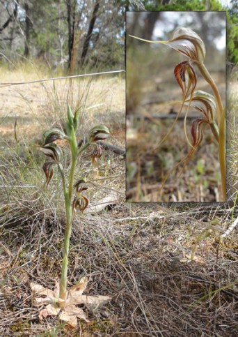 Oligochaetochilus arenicolaHL