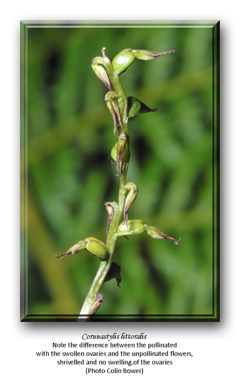 Corunastylis littoralis with swollen seedpods