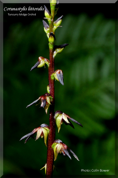 Corunastylis littoralis (Photo: Colin Bower)