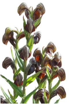 Urochilus sanguineus