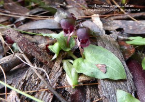 07 sm JP Anzybas unguiculatus 2