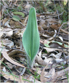 Arachnorchis tentaculata