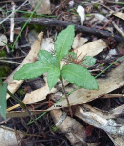 Bunochilus sp non-fertile plant