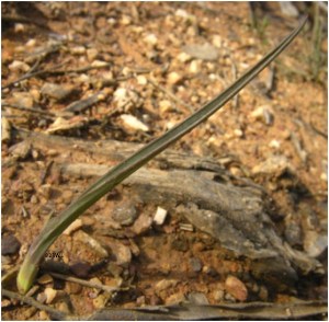 Calochilus robertsonii