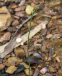 Corunastylis sp