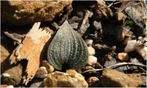 Eriochilus sp Hills Woodland
